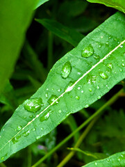 Close-up of fresh raindrops delicately resting on vibrant green leaves, revealing the intricate textures of nature after rainfall in a tropical forest, bathed in soft, natural light.