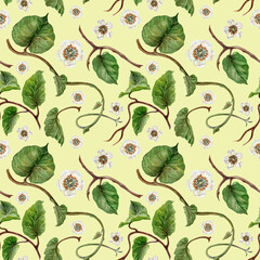 Watercolor seamless pattern with winding kiwi branches with green leaves and flowers on a green background for design of juices, cocktails, jams, preserves, drinks, food, children's, kitchen textiles