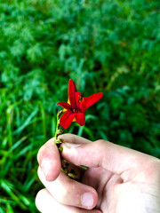 Close-up of a hand gently holding a vivid red wildflower against a soft green forest background, capturing the contrast between human touch and delicate natural beauty.