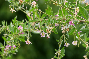 Flowering Lycium barbarum