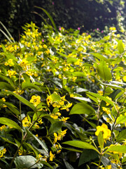 Dense cluster of bright yellow wildflowers blooming in a lush green forest under soft daylight, with fresh raindrops on the leaves and a rich variety of natural vegetation.