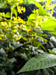 Dense cluster of bright yellow wildflowers blooming in a lush green forest under soft daylight, with fresh raindrops on the leaves and a rich variety of natural vegetation.