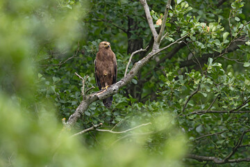 Female Lesser Spotted Eagle (Clanga pomarina) perched on a branch.