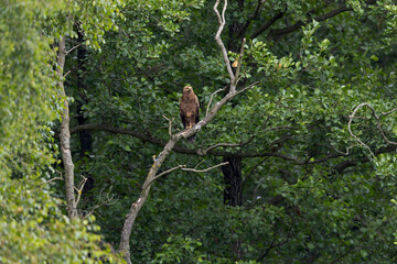 Female Lesser Spotted Eagle (Clanga pomarina) perched on a branch.