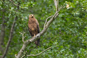 Female Lesser Spotted Eagle (Clanga pomarina) perched on a branch.