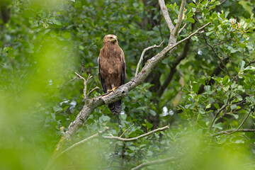 Female Lesser Spotted Eagle (Clanga pomarina) perched on a branch.