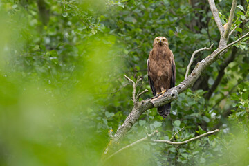 Female Lesser Spotted Eagle (Clanga pomarina) perched on a branch.
