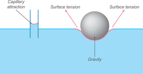 Diagrammatic representation of surface tension. Surface tension physics education information diagram.