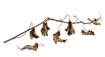 Bat pup colony hanging upside down on a branch at night