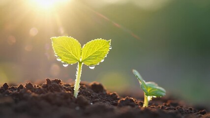 Small plant is growing in the dirt. The plant is green and has a droplet of water on it - Powered by Adobe
