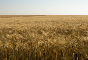 A field of tall grass