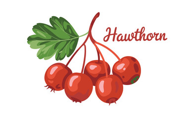 Illustration of ripe red hawthorn berries with green leaves and text