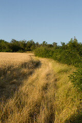 A field of tall grass