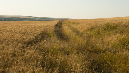 A grassy field with a large hole in it