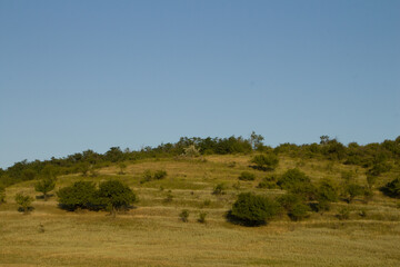 A field with trees and bushes