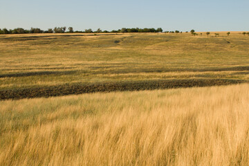 Obraz premium A field of grass