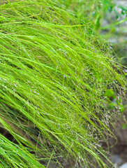 green grass on green background