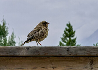 Tranquility bird in Canmore
