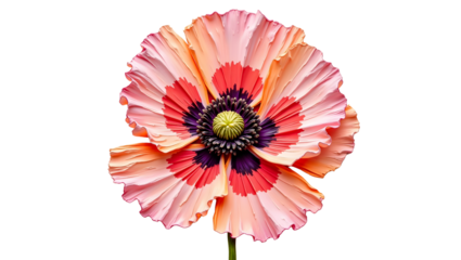 Pink poppy with red and yellow shades on stem — watercolor impasto flower for prints and packaging