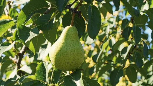 A single green pear hanging from a tree branch surrounded by green leaves in natural sunlight