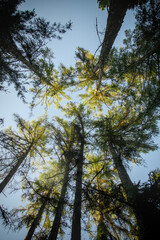 low angle view from the ground to the treetops in the forest