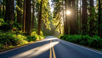 Sunlight streams down a paved road through giant redwood trees