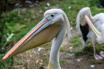 View on white pelicans resting at warm day