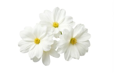 Fototapeta premium Three white Stephanotis flowers with delicate yellow centers float against clean white background. Minimalist composition highlights petal texture, pure floral beauty. Ideal for wedding decor, beauty