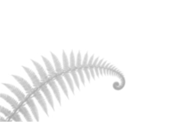 Curled Fern Shadow, Tropical botanical fern leaf arm spiraling up in soft light shape