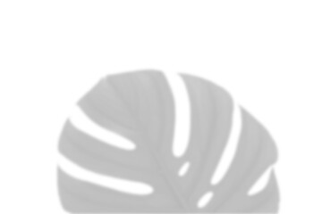 Monstera Leaf Shadow, Modern natural indoor-style leaf cast with elegant spacing and soft edge