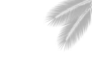 Tropical Palm Shadow png, Feathered fronds from opposite edges create soft layout border with botanical texture 