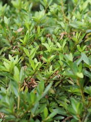 サツキの新芽