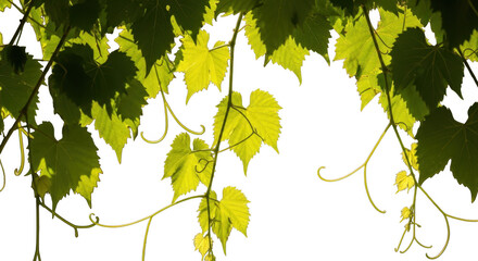 Vibrant green grape leaves illuminated by soft light
