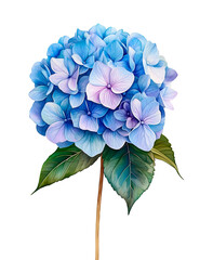 Tender Blue Hydrangea Watercolor Illustration with Green Leaves Isolated on White Background