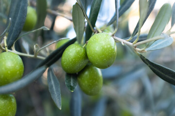 Close-Up of Ripe Olive on Tree Branch – Olive Tree Leaves and Fruit in Natural Sunlight for Organic Agriculture and Mediterranean Themes. High quality photography