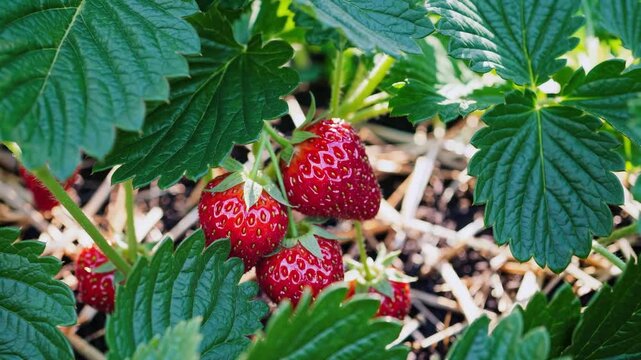 A close up shows ripe strawberries growing on a plant with green leaves in a garden setting outdoors