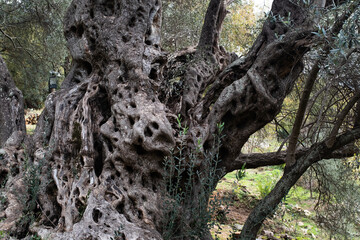 Pink Oleander Flower (Nerium oleander) in Sunlight – Close-Up of Delicate Blossoms on a Toxic Yet Beautiful Ornamental Shrub in a Lush Green Garden. High quality photography