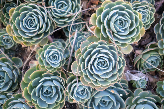 Close-up view of blue-green rosette succulents densely growing in a garden bed, showcasing spiral patterns and subtle hints of pink and brown edges in springtime light