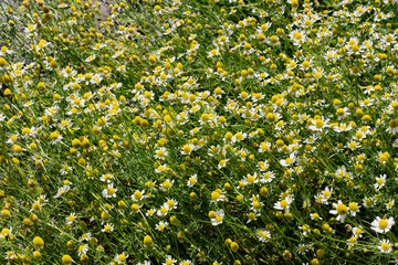 Blooming chamomile flowers, white and yellow petals in sunlight. Herbal field with chamomile...
