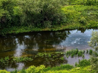 A river with a lot of green plants growing in it. The water is brown and murky