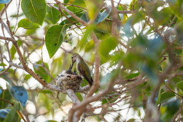 A female Anna’s Hummingbird carefully feeds her chicks in a small nest tucked in leafy green branches