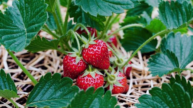 A close up shows ripe strawberries growing on a plant with green leaves in a garden setting outdoors