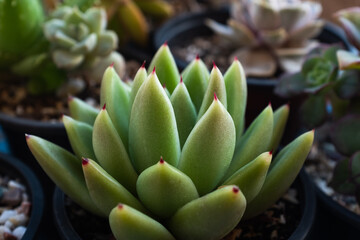 Fototapeta premium Echeveria Succulent Close-Up – Rosette-Shaped Succulent with Soft Green Leaves for Indoor and Outdoor Gardens for publication, poster, calendar, post, wallpaper, cover, website. High quality photo