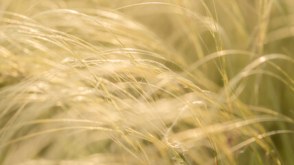 Hungarian feather grass swaying gently in the strong summer sunlight.