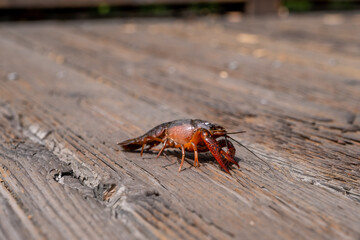 A crayfish slowly crawls across the sunlit wooden bridge, its shiny shell reflecting the daylight