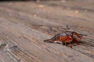 Crayfish crawls slowly on an old wooden bridge, claws open and eyes alert to its surroundings