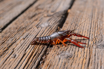 A vivid crayfish makes its way across sun-bleached planks, captured in crisp detail and sharp color