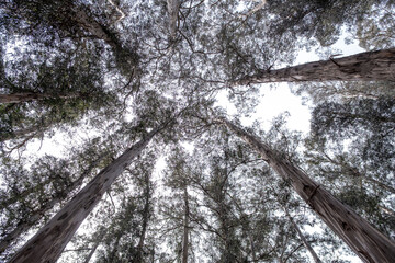 Looking straight up at towering redwood trees in the UC Berkeley Botanical Garden, with interlaced canopy framing the bright white sky &mdash; April 24, 2021, Berkeley, CA