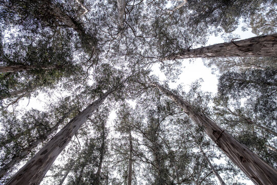 Looking straight up at towering redwood trees in the UC Berkeley Botanical Garden, with interlaced canopy framing the bright white sky &mdash; April 24, 2021, Berkeley, CA