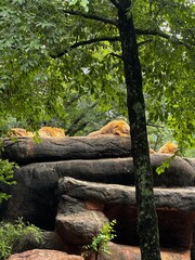 lion's resting on rock